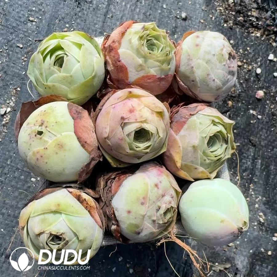 08976D30 Aeonium Greenovia Mixed Set (9pcs/pot) - Image 1
