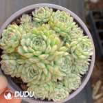 Echeveria Little Boat
