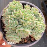 Echeveria Little Boat - Image 2