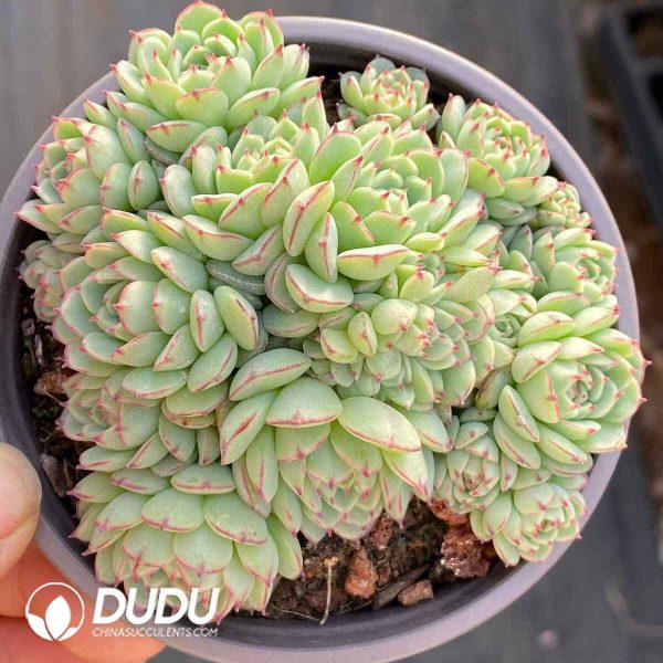 Echeveria Little Boat - Image 2