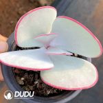 Kalanchoe Bai Mei