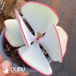 Kalanchoe Bai Mei - Image 2