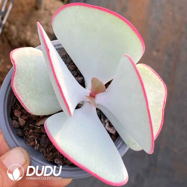 Kalanchoe Bai Mei - Image 2