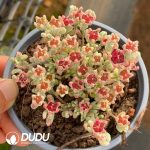 Dicrocaulon Ruby Variegated