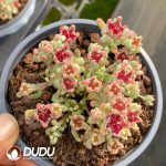 Dicrocaulon Ruby Variegated - Image 2
