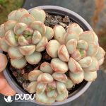 Echeveria Grape Clustering