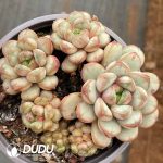 Echeveria Grape Clustering - Image 2
