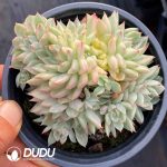 Echeveria Mebina F. Variegated