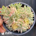 Echeveria Mebina F. Variegated - Image 2