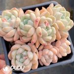 Echeveria Night-Scented Jasmine
