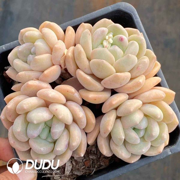 Echeveria Night-Scented Jasmine - Image 2