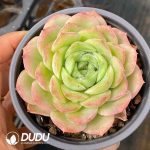 Echeveria Baby Green