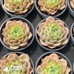 Echeveria Baby Green - Image 2
