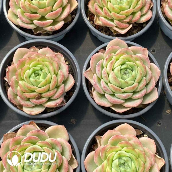 Echeveria Baby Green - Image 2