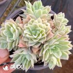 Echeveria Rose Queen Variegated