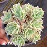 Echeveria Rose Queen Variegated - Image 2