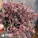 Sedum Spurium Dragon's Blood Variegated