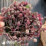 Sedum Spurium Dragon's Blood Variegated - Image 2