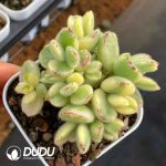 Cotyledon Tomentosa Variegated