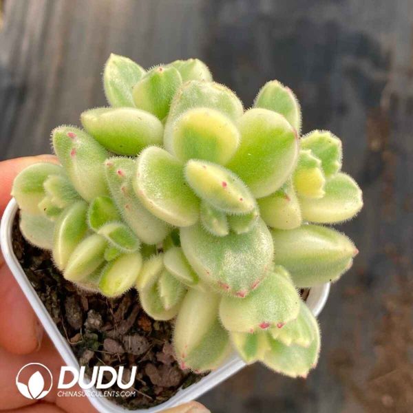 Cotyledon Tomentosa Variegated - Image 2