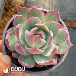 Echeveria Casio Silk Variegated