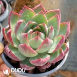 Echeveria Casio Silk Variegated - Image 2