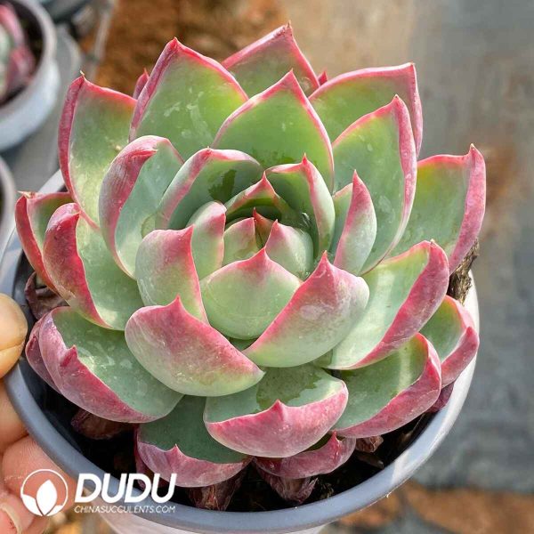 Echeveria Casio Silk Variegated - Image 2