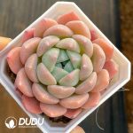 Echeveria Houmeng