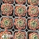Echeveria Houmeng - Image 2