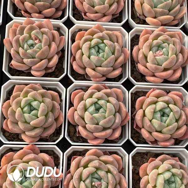 Echeveria Houmeng - Image 2