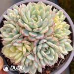Echeveria Minima Variegated