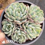 Echeveria Minima Variegated - Image 2