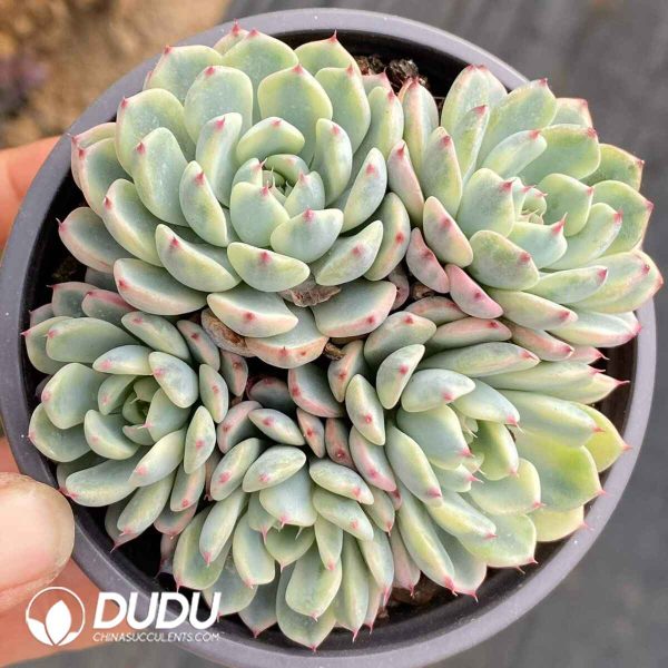 Echeveria Minima Variegated - Image 2