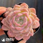 Echeveria Moon Star