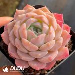 Echeveria Moon Star - Image 2