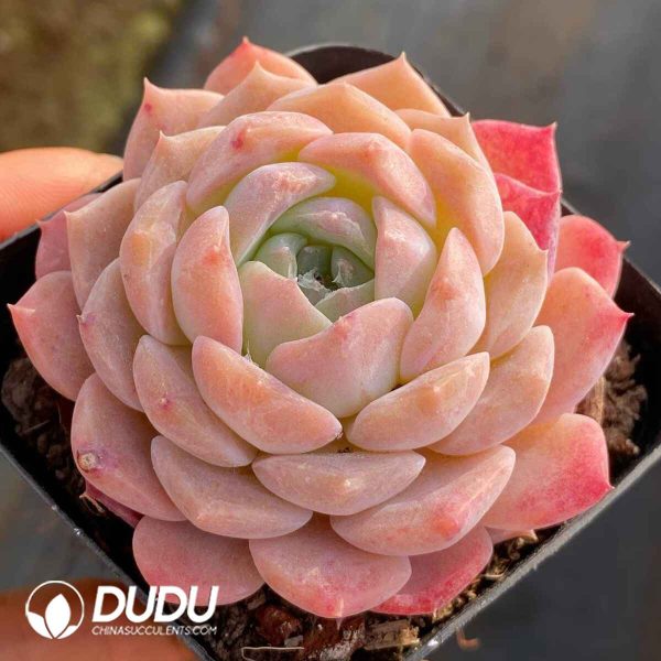 Echeveria Moon Star - Image 2