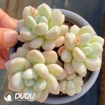 Graptopetalum Bubble Gum