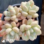 Graptopetalum Bubble Gum - Image 2