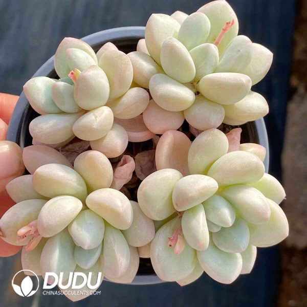 Graptopetalum Bubble Gum - Image 2