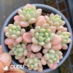 Pachyphytum Caviar