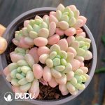 Pachyphytum Caviar - Image 2