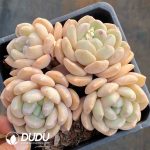 Echeveria Wan Xiang Yu Clustering