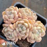 Echeveria Wan Xiang Yu Clustering - Image 2