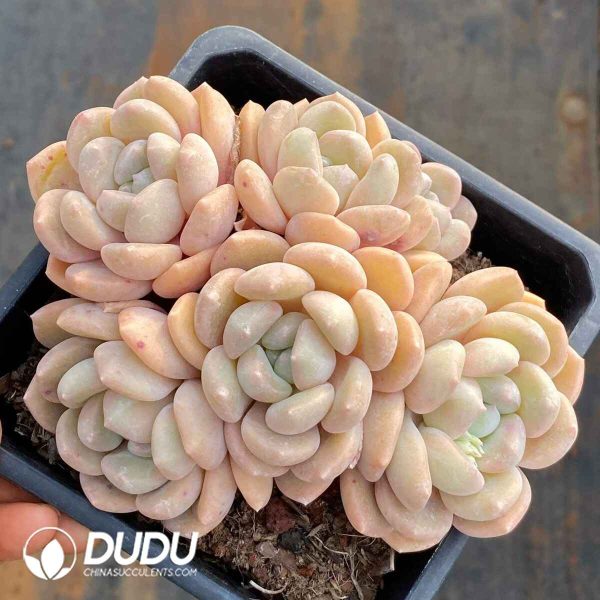 Echeveria Wan Xiang Yu Clustering - Image 2