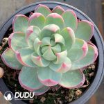 Echeveria Agavoides Casio