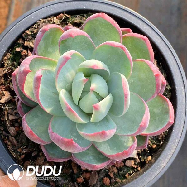 Echeveria Agavoides Casio - Image 2