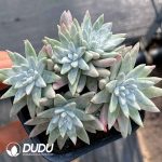 Dudleya Gnoma S.W.McCabe