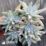 Dudleya Gnoma S.W.McCabe - Image 2