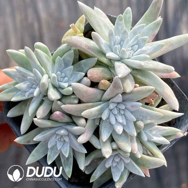 Dudleya Gnoma S.W.McCabe - Image 2