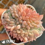 Echeveria Red Amber Cristata